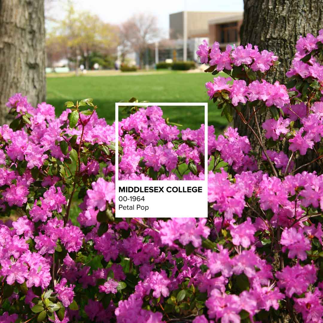 Middlesex College - 00-1964 - Petal Pop (colorful pink flowers)