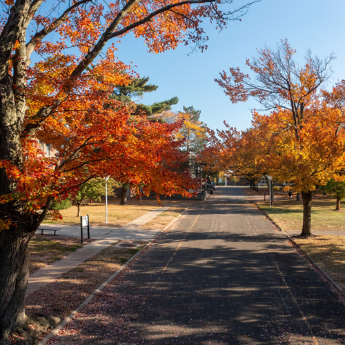 Autumn leave colors are visable on trees alongside a path on campus.
