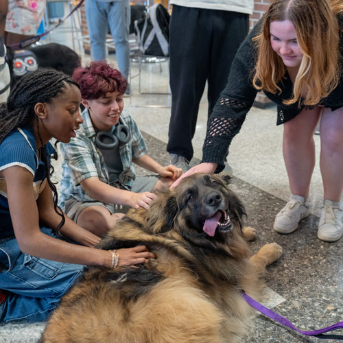Students meeting with therapy dogs visiting the campus.