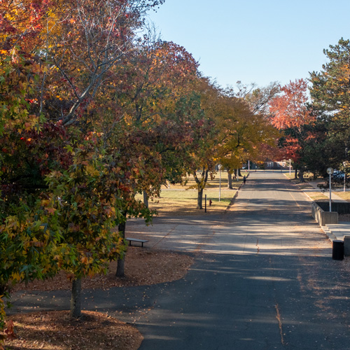 The autumn trees are changing color on campus.